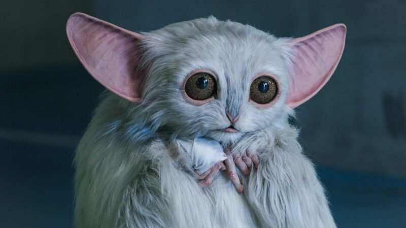 What Did You Think of Doctor Who: The Star Beast?